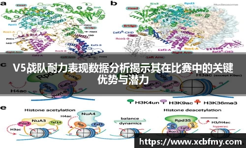 V5战队耐力表现数据分析揭示其在比赛中的关键优势与潜力
